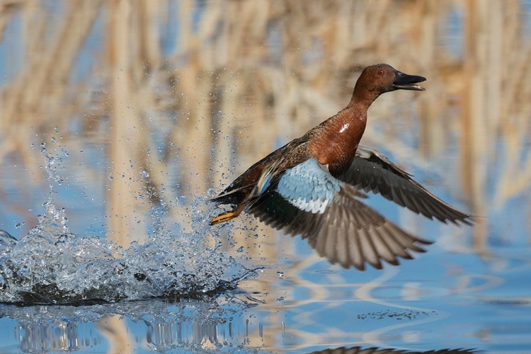 Picture of CINNAMON TEAL DRAKE TAKING FLIGHT