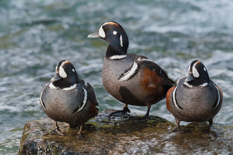 Picture of HARLEQUIN DUCKS