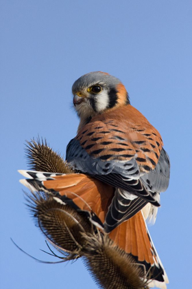 Picture of AMERICAN KESTREL