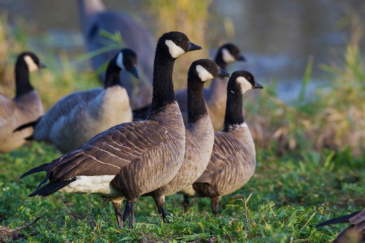 Picture of LESSER (CACKLING) CANADA GEESE