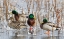 Picture of MALLARD DRAKES AND NORTHERN PINTAIL HEN