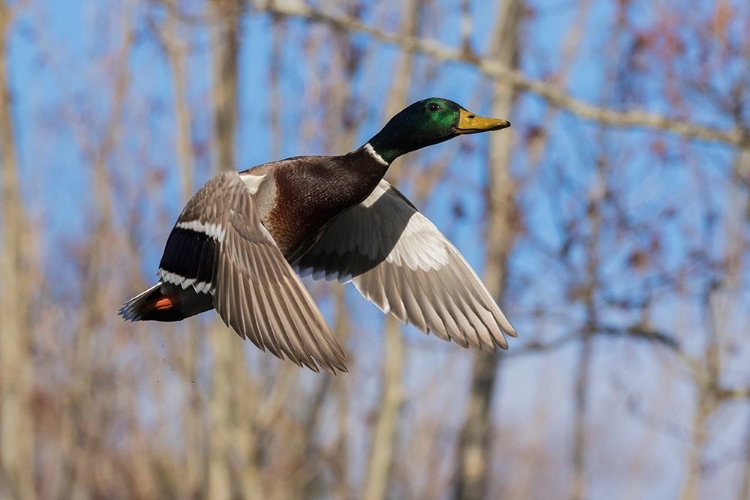 Picture of MALLARD IN FLIGHT-WOODED HABITAT