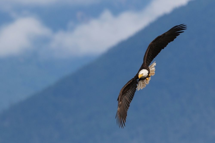 Picture of BALD EAGLE