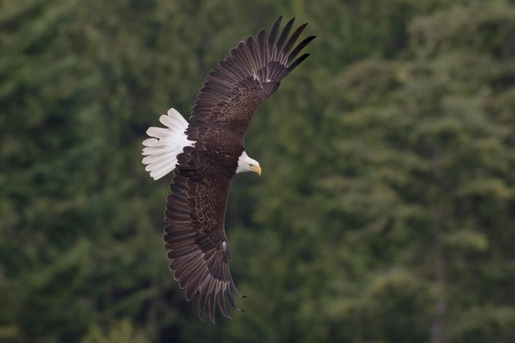 Picture of BALD EAGLE