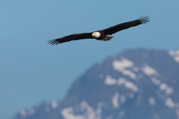 Picture of BALD EAGLE