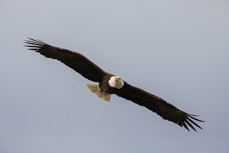 Picture of BALD EAGLE