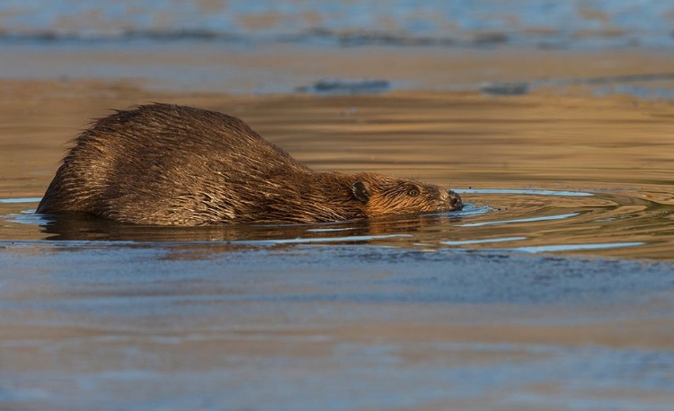 Picture of BEAVER-LATE AUTUMN ICE PATHWAY