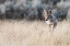 Picture of COYOTE ON THE PROWL FOR A MEAL