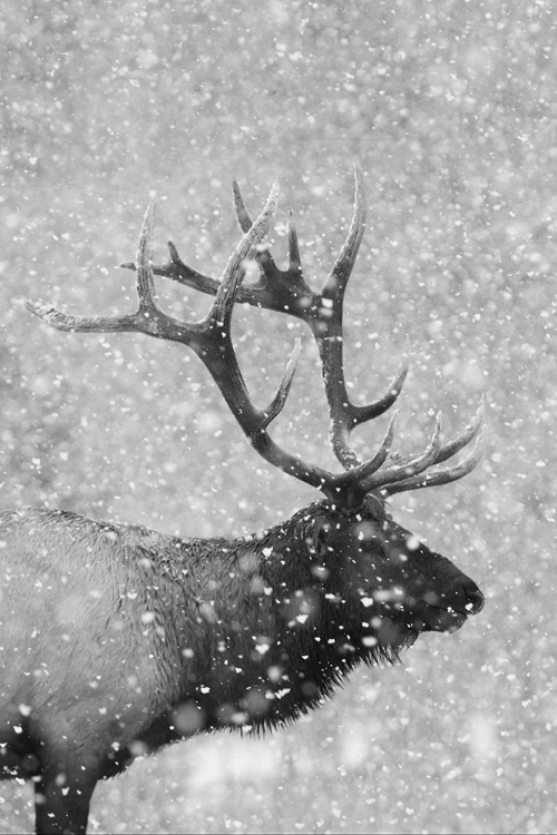 Picture of BULL ELK-AUTUMN SNOW