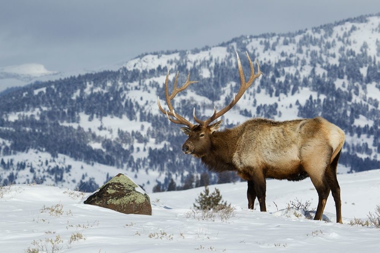 Picture of BULL ELK-WINTER IN THE ROCKIES