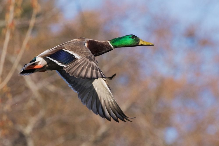 Picture of AUTUMN MALLARD