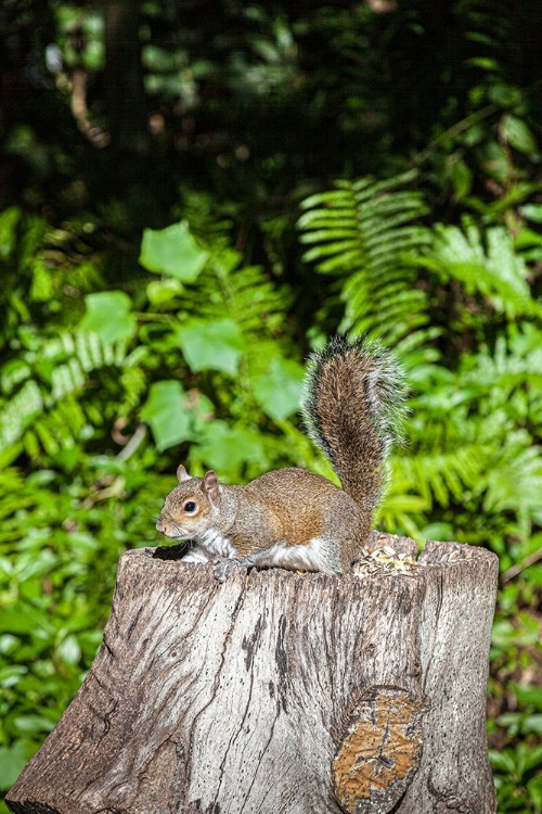 Picture of A GREY SQUIRREL FEEDS ON BIRD SEEDS CACHED ON A TREE STUMP