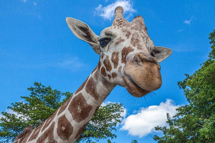 Picture of A RETICULATED GIRAFFES HEIGHT GIVES IT A DOWNWARD GLANCE