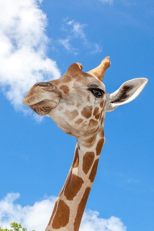 Picture of A RETICULATED GIRAFFES HEIGHT GIVES IT A DOWNWARD GLANCE