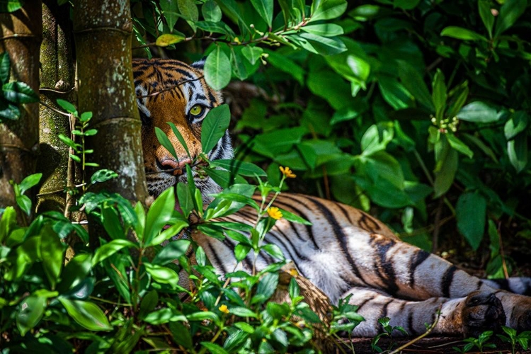 Picture of A MALAYAN TIGER MAINTAINS A RESTFUL VIGIL