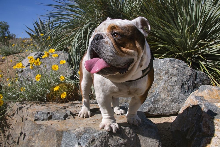 Picture of BULLDOG IN A DESERT GARDEN