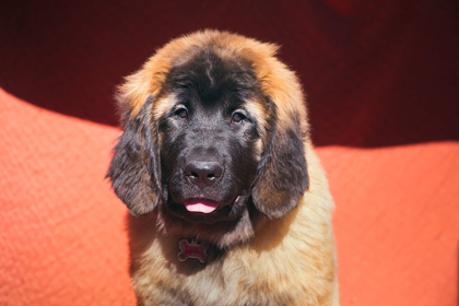 Picture of LEONBERGER PUPPY