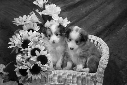 Picture of SHELTIE PUPPIES