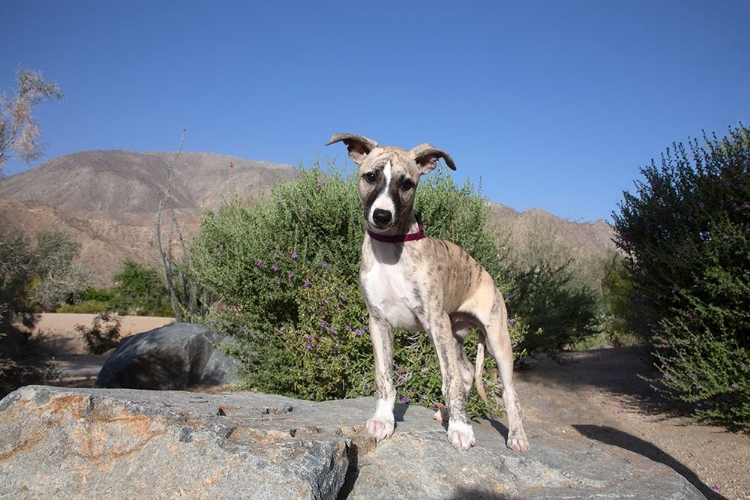 Picture of WHIPPET PUPPY,