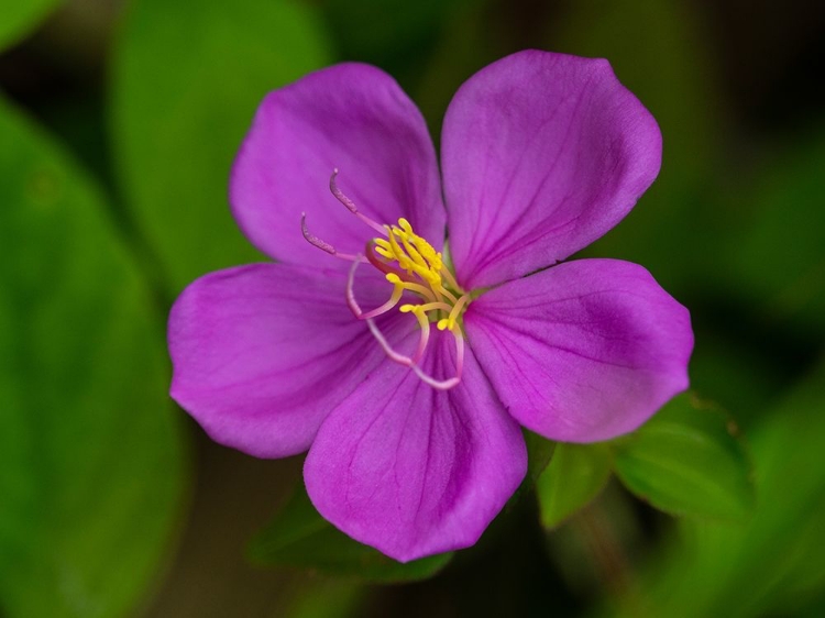 Picture of FIJI-VANUA LEVU PURPLE FLOWER WITH YELLOW STAMENS