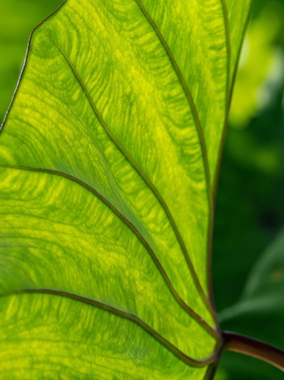 Picture of FIJI-TAVEUNI ISLAND BACK-LIT CLOSE-UP OF A GREEN LEAF SHOWING VEINS