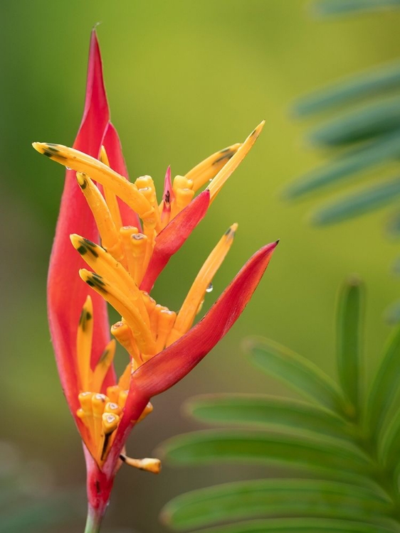 Picture of FIJI-TAVEUNI ISLAND FALSE BIRD OF PARADISE FLOWER (HELICONIA PSITTACORUM)