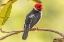 Picture of BRAZIL-PANTANAL YELLOW-BILLED CARDINAL ON LIMB 