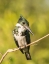 Picture of BRAZIL-PANTANAL AMAZON KINGFISHER BIRD ON LIMB 