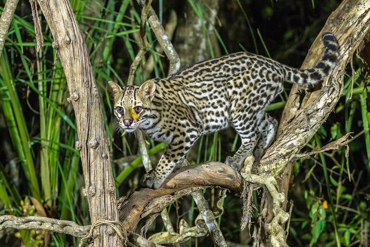 Picture of BRAZIL-PANTANAL OCELOT ON TREE BRANCH 