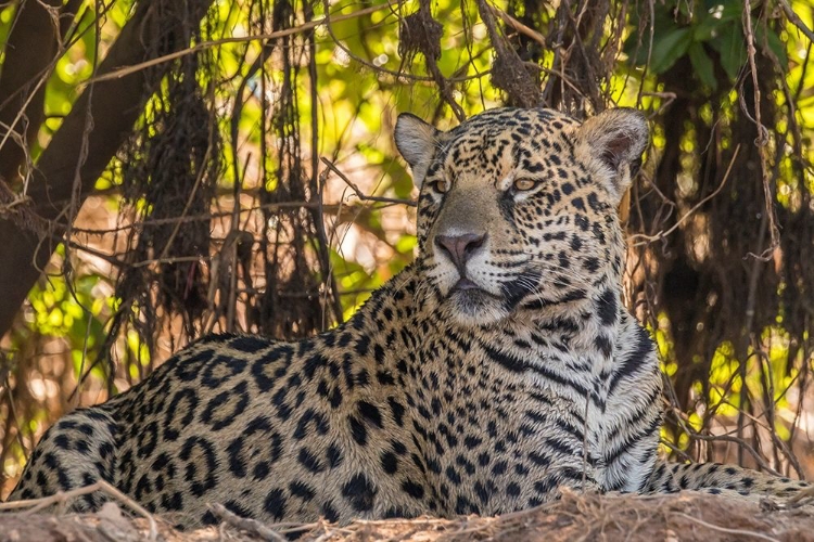 Picture of BRAZIL-PANTANAL CLOSE-UP OF JAGUAR 