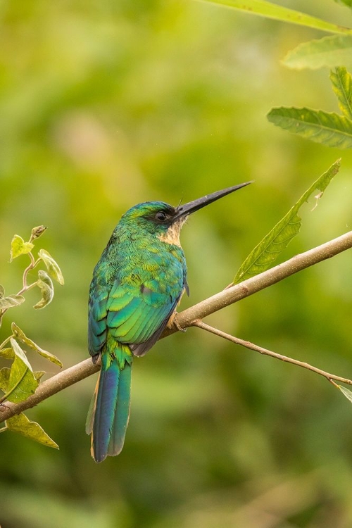 Picture of BRAZIL-PANTANAL RUFOUS-TAILED JACAMAR BIRD ON LIMB 