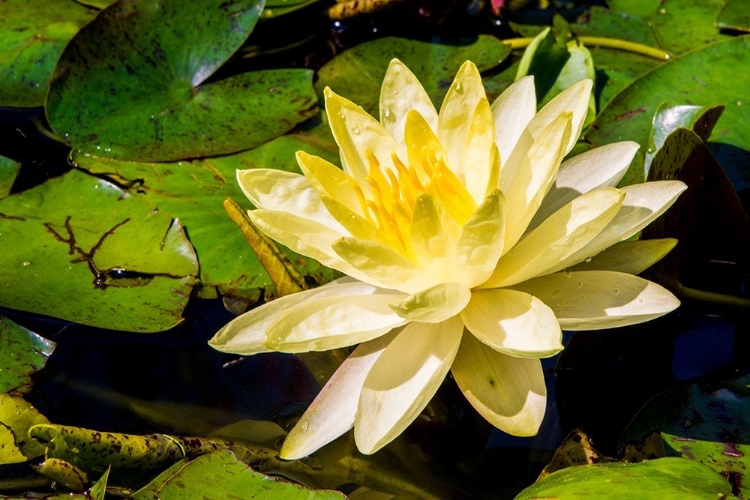 Picture of WATER LILY PUERTO VALLARTA BOTANICAL GARDEN-PUERTO VALLARTA-JALISCO-MEXICO