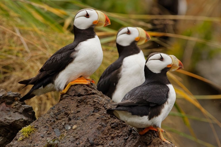 Picture of HORNED PUFFIN-FRATERCULA CORNICULATA-LAKE CLARK NATIONAL PARK-ALASKA