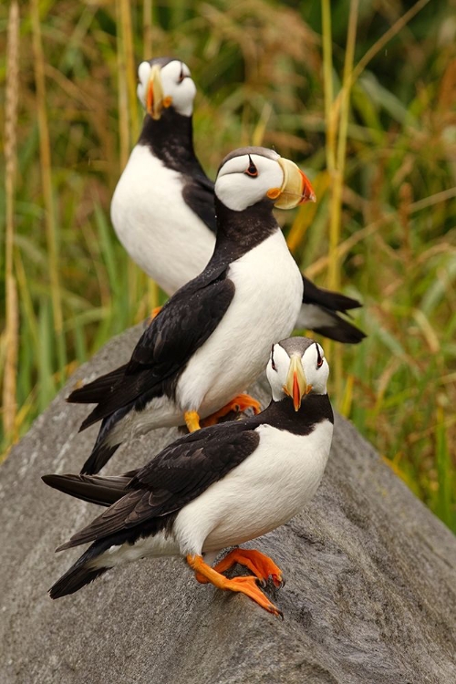 Picture of HORNED PUFFIN-FRATERCULA CORNICULATA-LAKE CLARK NATIONAL PARK-ALASKA