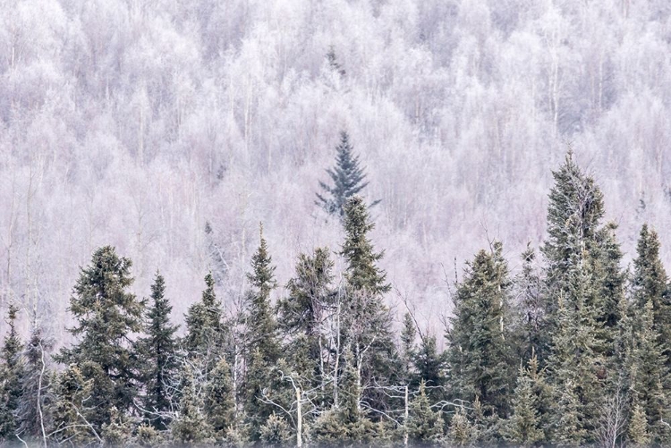 Picture of ALASKA-FAIRBANKS FROSTY FOREST LANDSCAPE