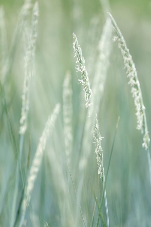 Picture of ALASKA-TONGASS NATIONAL FOREST ABSTRACT OF BEACH RYE GRASS 