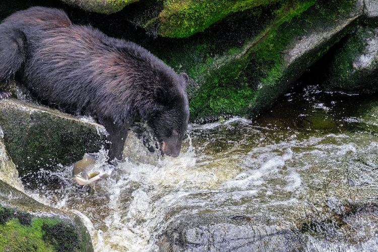 Picture of BLACK BEAR-SALMON RUN-ANAN CREEK-WRANGELL-ALASKA-USA