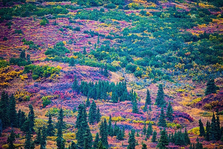 Picture of ALASKA-AUTUMN COLOR