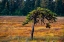 Picture of HOMER-ALASKA-MINIATURE-BLACK SPRUCE-AUTUMN COLORED FIELD