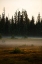 Picture of HOMER-ALASKA-MINIATURE-BLACK SPRUCE-AUTUMN COLORED FIELD