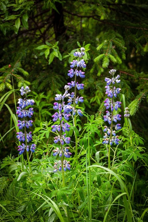 Picture of NEAR HOMER-ALASKA-MEADOWS OF LUPINE