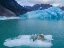 Picture of ALASKA-LECONTE BAY-AERIAL VIEW OF HARBOR SEAL AND PUP RESTING ON ICEBERG CALVED FROM LECONTE GLACIER