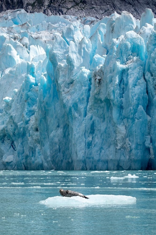 Picture of ALASKA-SOUTH SAWYER HARBOR SEAL RESTING ON ICEBERG CALVED FROM DAWES GLACIER IN ENDICOTT ARM