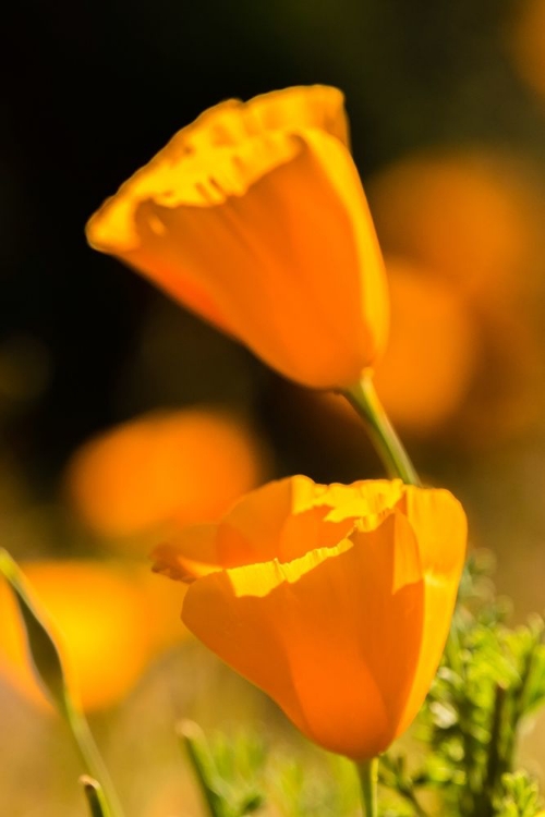 Picture of ARIZONA-PERIDOT MESA CALIFORNIA POPPIES IN BLOOM