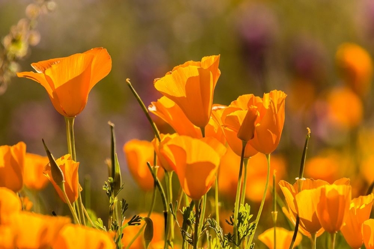 Picture of ARIZONA-PERIDOT MESA CALIFORNIA POPPIES IN BLOOM