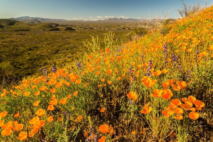 Picture of ARIZONA-PERIDOT MESA CALIFORNIA POPPIES IN BLOOM