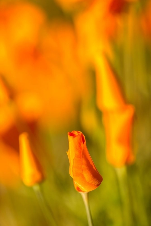 Picture of ARIZONA-PERIDOT MESA CALIFORNIA POPPIES IN BLOOM