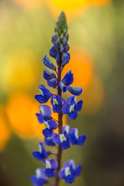 Picture of ARIZONA-PERIDOT MESA LUPINE BLOSSOM CLOSE-UP