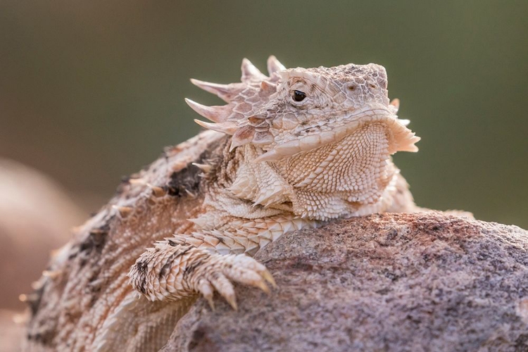 Picture of ARIZONA-SANTA CRUZ COUNTY REGAL HORNED LIZARD ON ROCK 