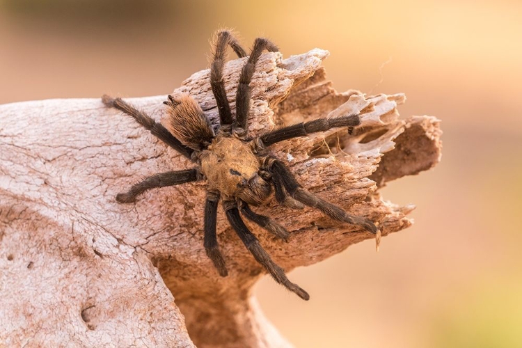 Picture of ARIZONA-SANTA CRUZ COUNTY CLOSE-UP OF TARANTULA 